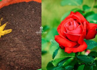 Best soil mixture for rose plant