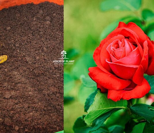 Best soil mixture for rose plant