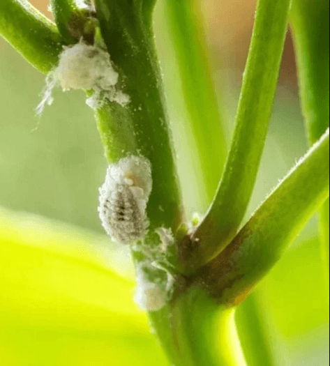 Check here the importance of controlling pest attacks in rose plants ...