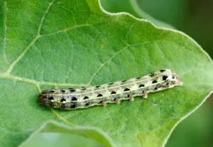cutworms