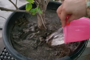 overwatering