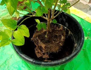 new pot