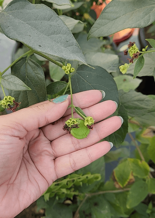 How to Grow Night Jasmine (Parijat) from Cuttings & Seeds Voice of Plant