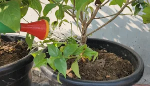 watering night jasmine plant