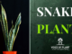Snake plant thumbnail