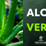 aloe vera thumbnail