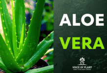 aloe vera thumbnail