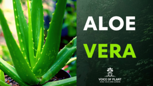 aloe vera thumbnail