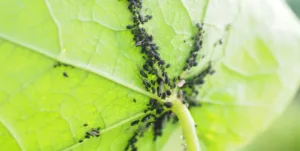 aphids on leaves