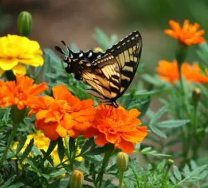 butterfly in garden
