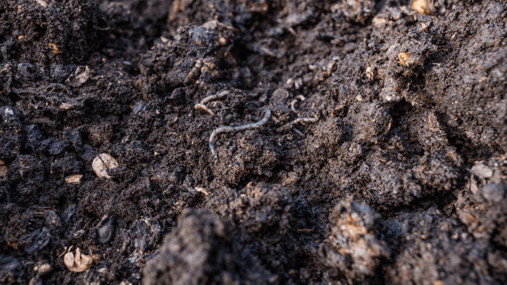 How to Prepare Soil Mixture for Rose Plants? - Voice of Plant