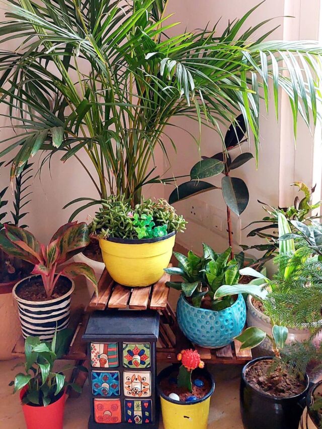 all plants indoor