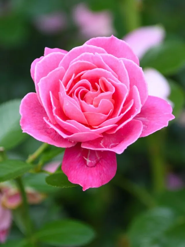 10 Pro Tips To Grow Healthy Flowers All Season