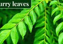 curry leaves