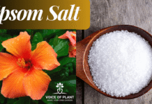 epsom salt