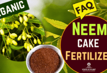 neem cake powde