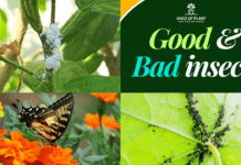 good and bad insects
