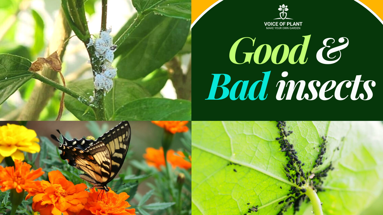 good and bad insects