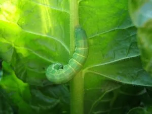 caterpillars