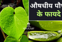 medicinal plants hindi thumbnail
