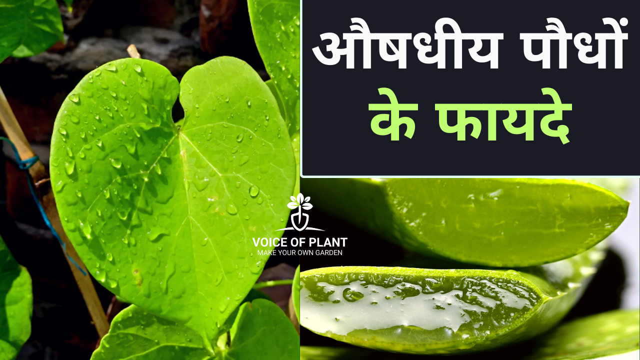 medicinal plants hindi thumbnail