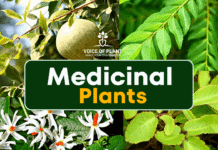 medicinal plants thumbnail