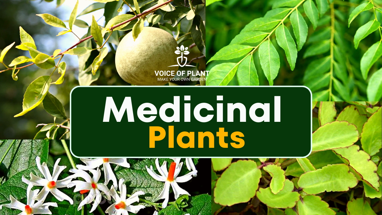 medicinal plants thumbnail