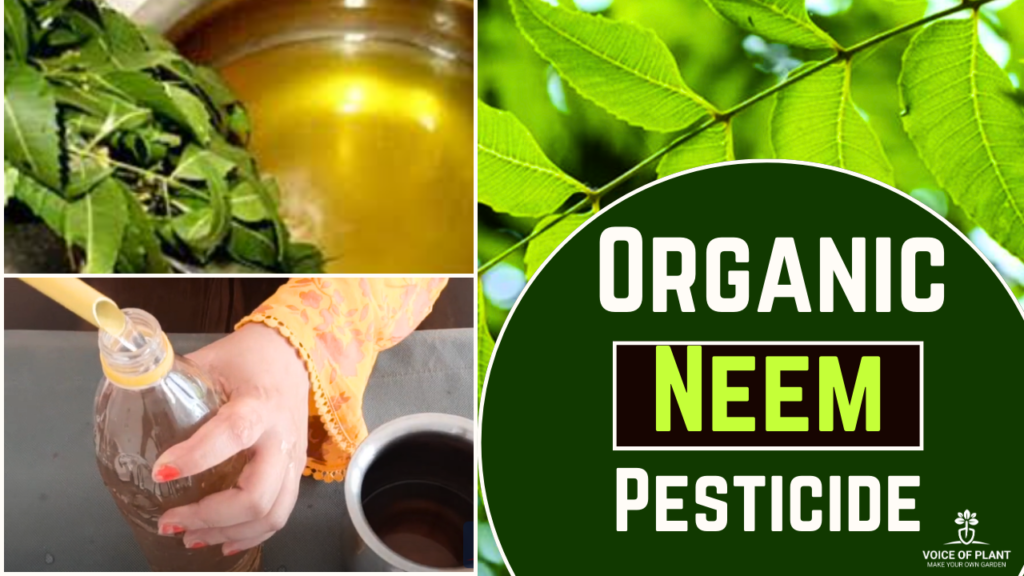 organic neem pesticide