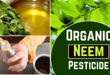 organic neem pesticide