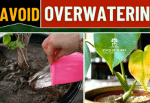 overwatering