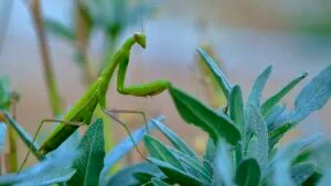 praying mantis insect on plant