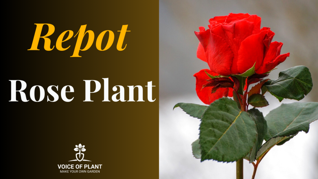 rose plant repotting
