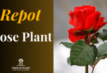 rose plant repotting