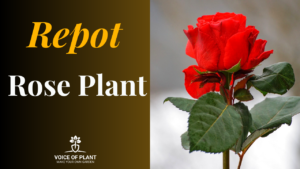 rose plant repotting