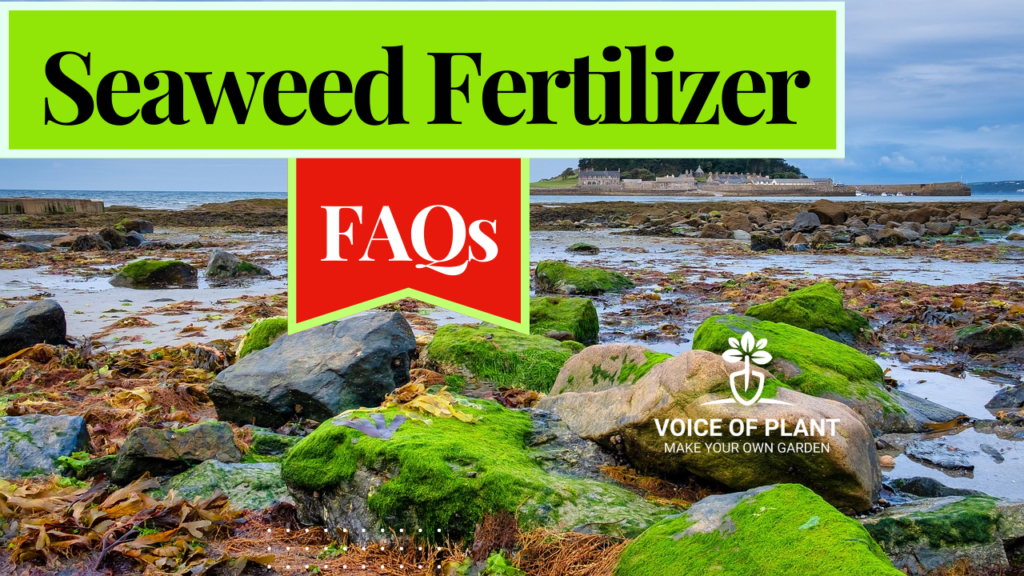 seaweed fertilizer FAQs