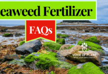 seaweed fertilizer FAQs