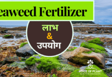 seaweed fertilizer