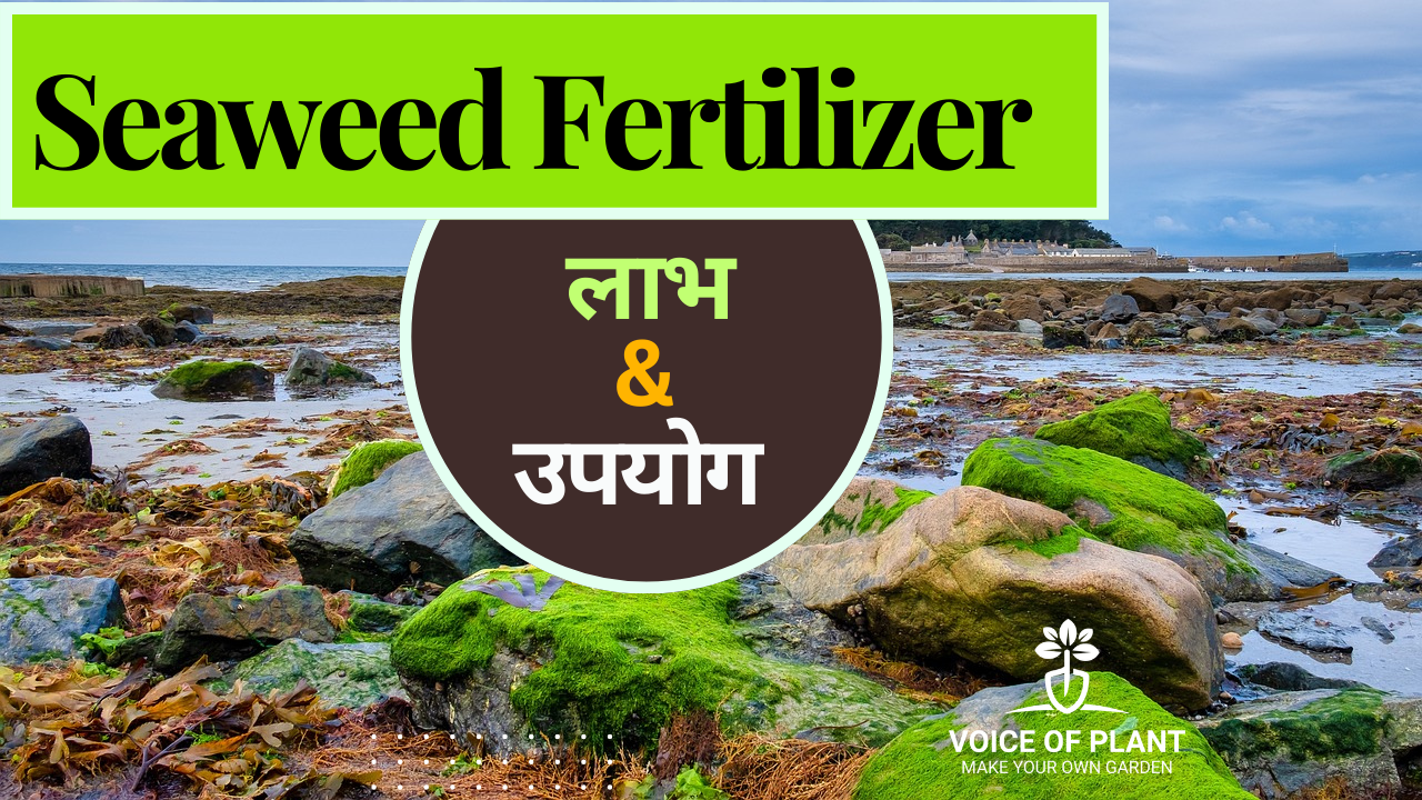 seaweed fertilizer