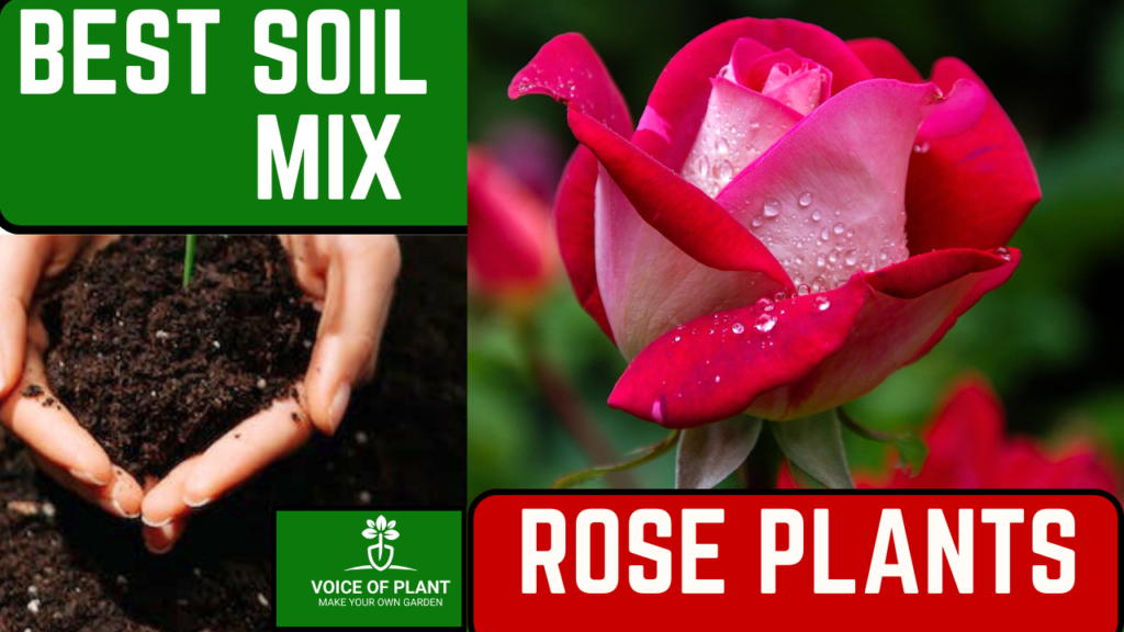 soil mix rose plants