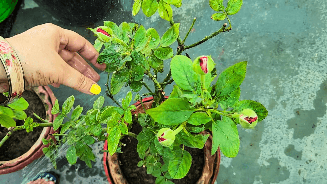 Check here the importance of controlling pest attacks in rose plants ...