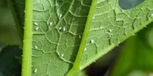 whiteflies on leaf
