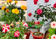 winter flowers