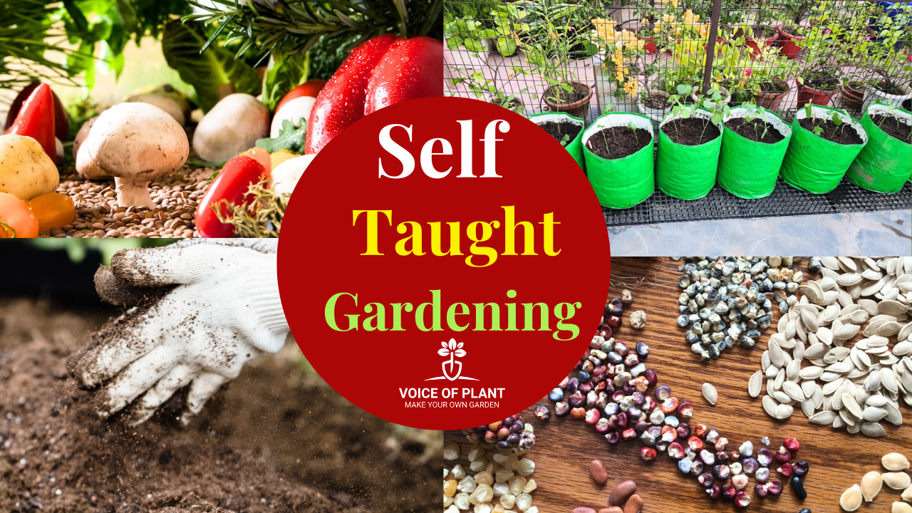 Self vegetable gardening