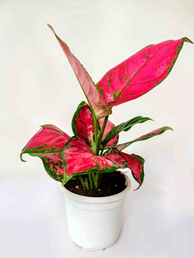 9 Easy Tips to Care Aglaonema Plant for Healthy Growth