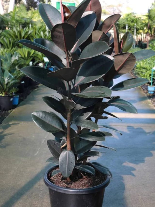 8 Expert Tips to Care Rubber Plant for healthy growth