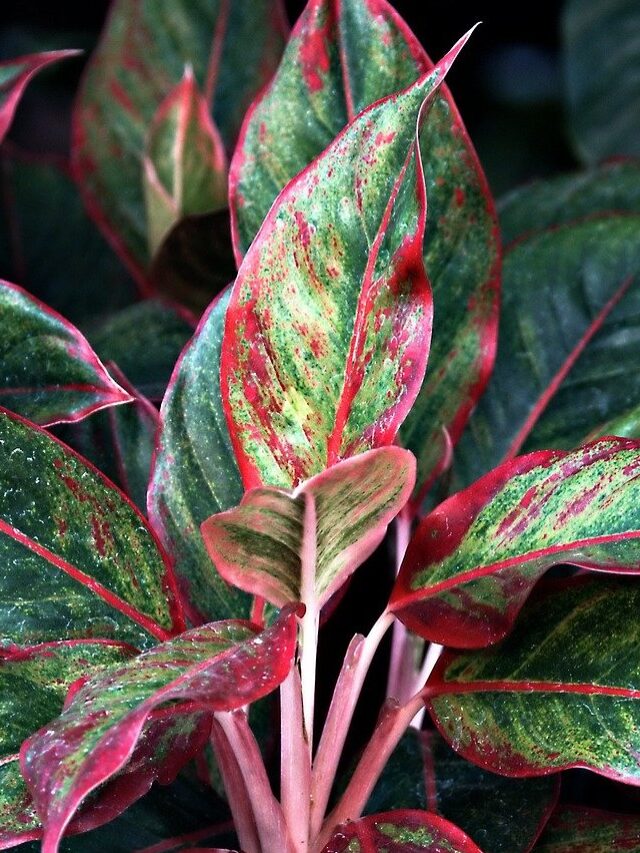 How to Make Aglaonema Bushy? Follow 7 Simple Tips