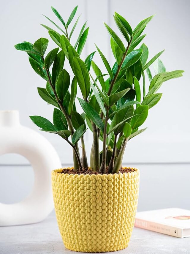 7 Tips to care ZZ Plant