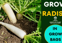 grow Radish thumbnail