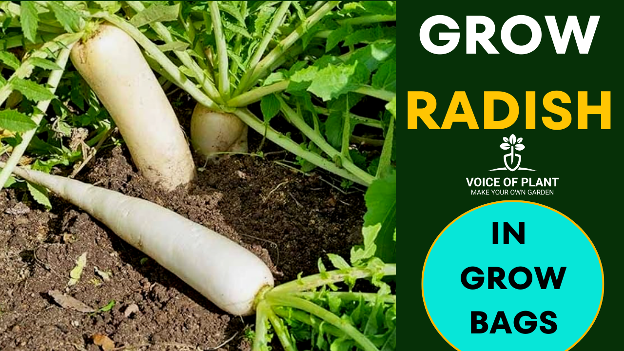 grow Radish thumbnail