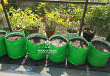 grow bags for gardening